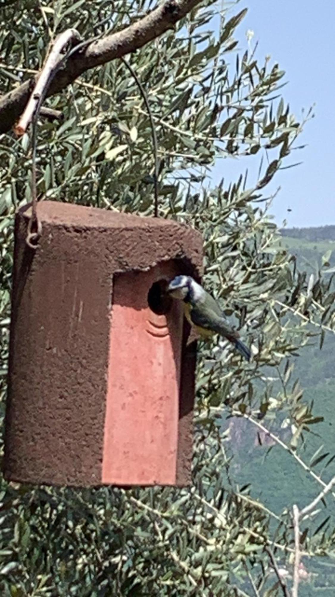 Gfillhof Ferienwohnung 3 Appiano Sulla Strada Del Vino Bagian luar foto