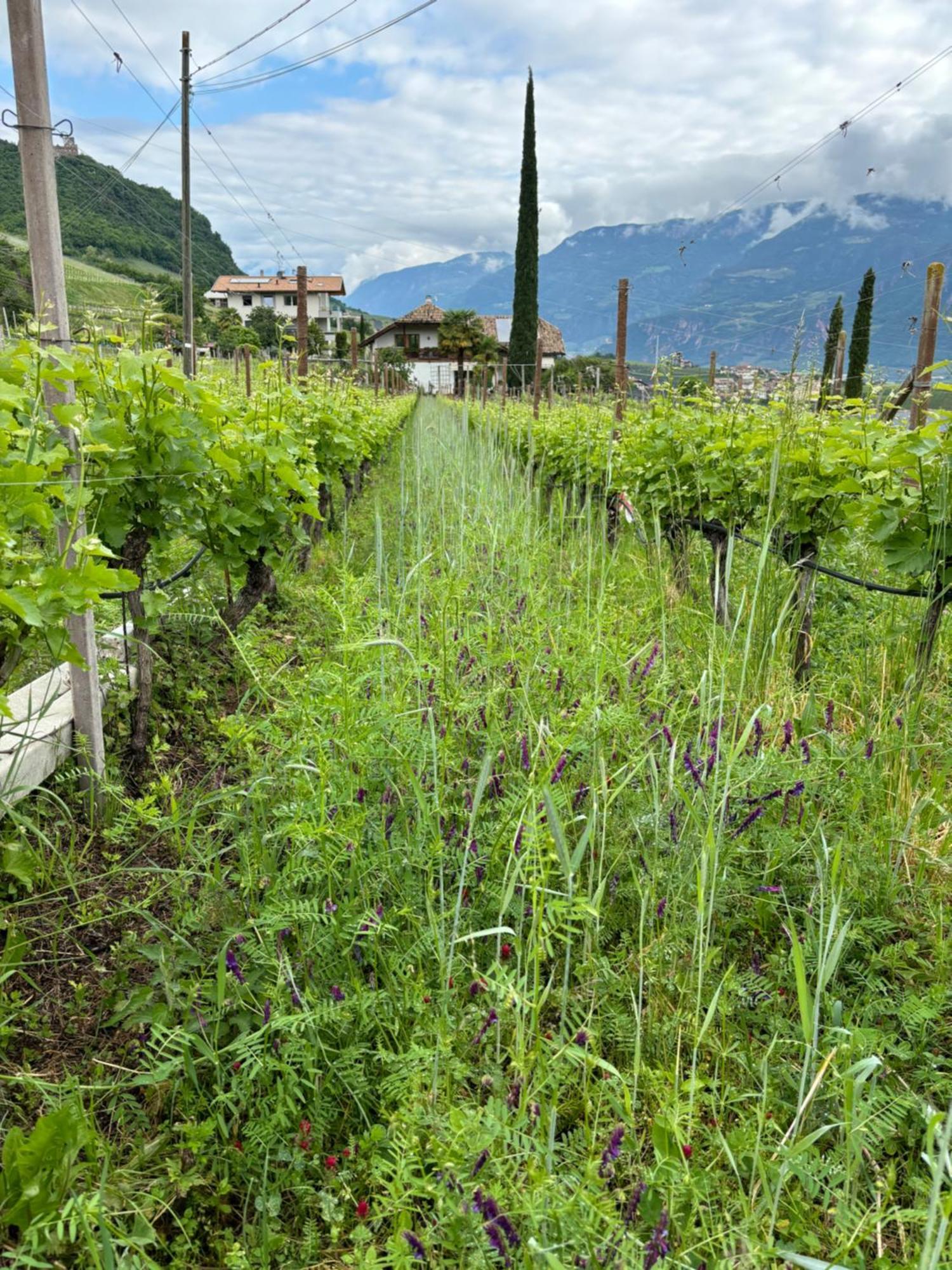 Gfillhof Ferienwohnung 3 Appiano Sulla Strada Del Vino Bagian luar foto